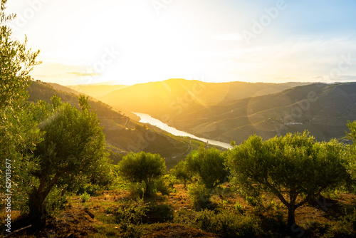 Olive trees at sunset on the mountain. n Douro valley near Pinhao village, heritage of humanity
