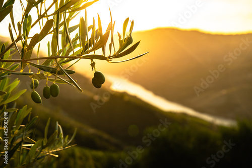 Olive trees at sunset on the mountain. n Douro valley near Pinhao village, heritage of humanity photo