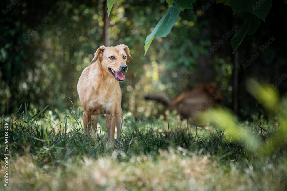 Photo of the rescued dog from dogs shelter during regular daily activities Photo of the rescued dog from dogs shelter during regular daily activities