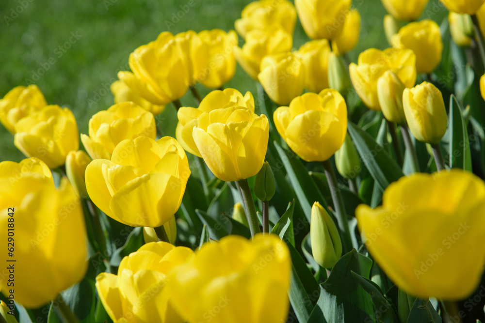 close up of yellow tulips during spring close up of yellow tulips during spring