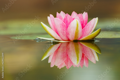 Nymphaea, waterlily, water lily