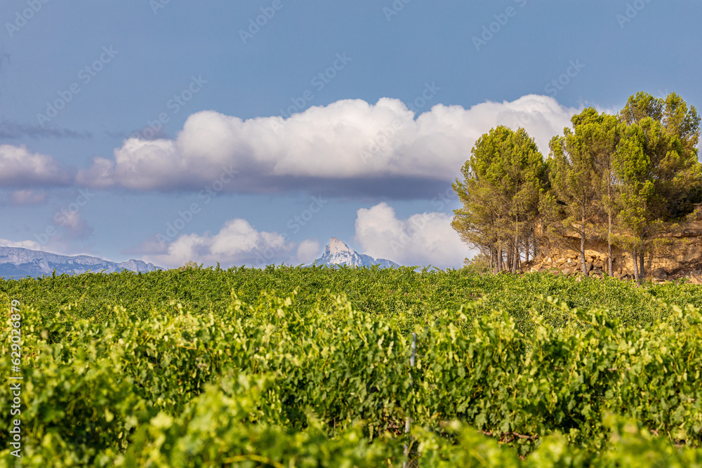 Landscape of the Rioja Alavesa with the Sierra Cantabria in the background
