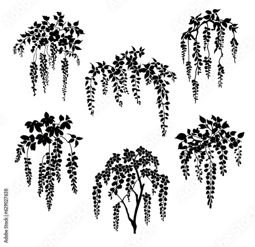 Wisteria dangling climbing plant, flowers black silhouette, vector set