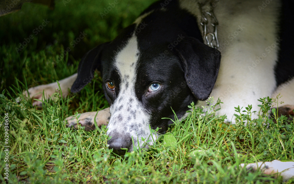 A laying sad dog with different eyes (Pointer breed dog)