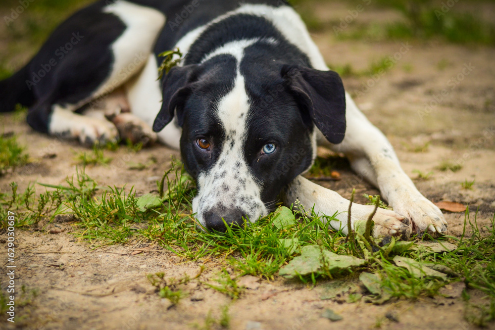 A laying dog (pointer breed) with different eyes