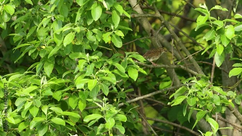 Wallpaper Mural Common grasshopper warbler moving around and singing in a bush on a beautiful late spring morning in Estonia, Northern Europe	 Torontodigital.ca