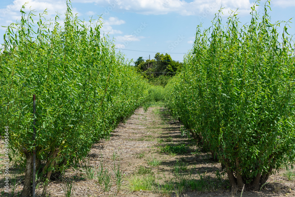 Naklejka premium シダレヤナギ