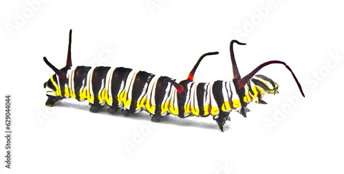 queen butterfly caterpillar - Danaus gilippus - showing transverse stripes of blue, green, yellow, white, and blackish brown and three sets of antennae. isolated on white background side profile view photo