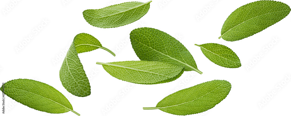 Fototapeta premium Sage leaves isolated on white background with clipping path, salvia officinalis herb, full depth of field