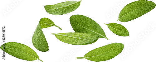 Sage leaves isolated on white background with clipping path, salvia officinalis herb, full depth of field