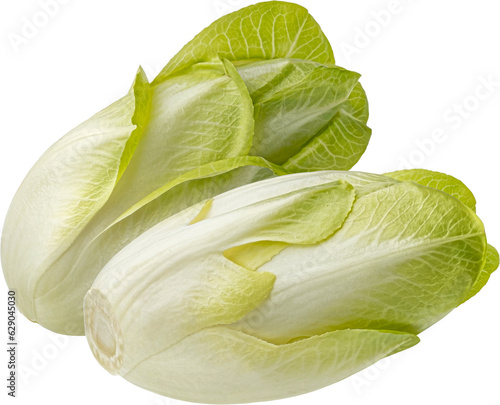 Fresh endive, green chicory salad isolated on white background