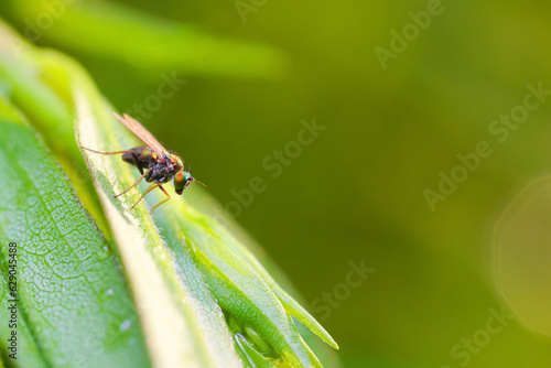 Side view of a fly of Chrysotus genus sitting on a green leaf.