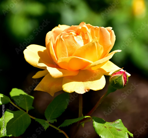 Yellow Rose in the garden