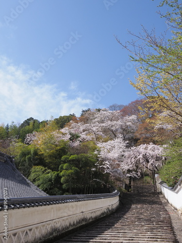 お寺の境内に咲いている桜の花