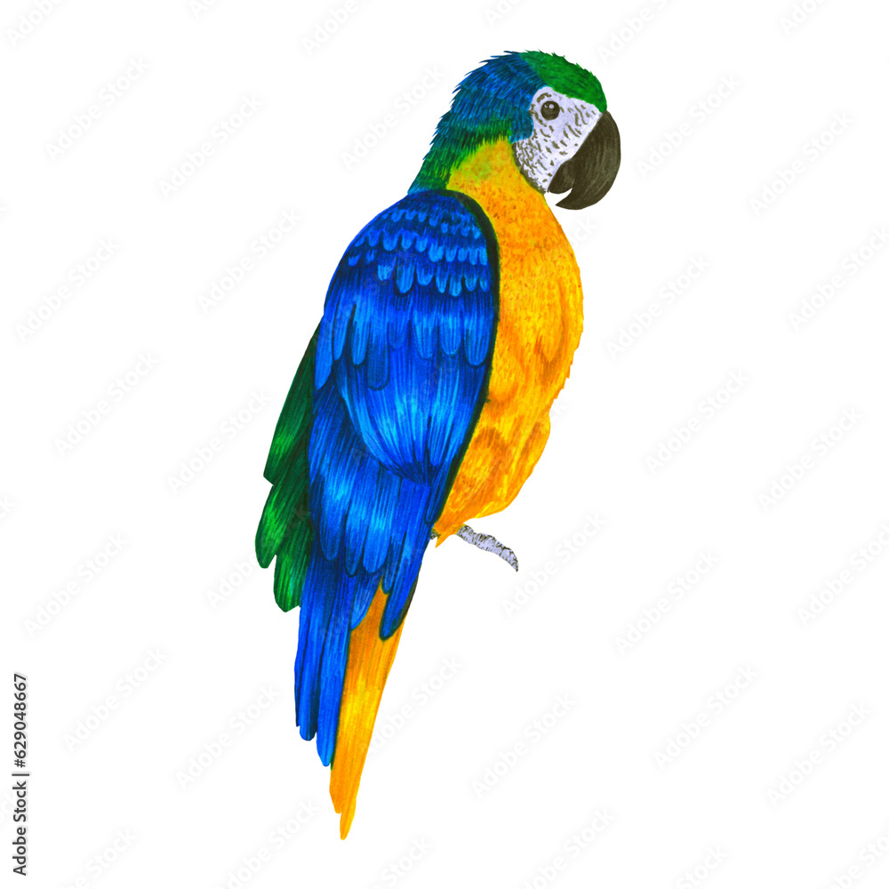 Obraz premium Ilustraci√≥n de Guacamaya pajaro exotico tropical