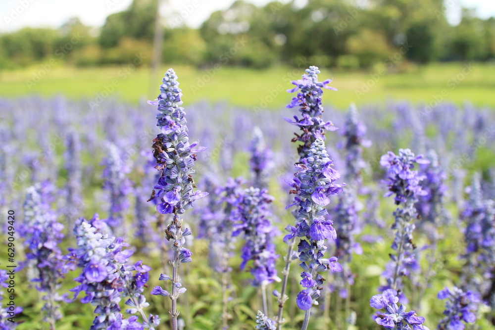 Naklejka premium 夏のブルーサルビア