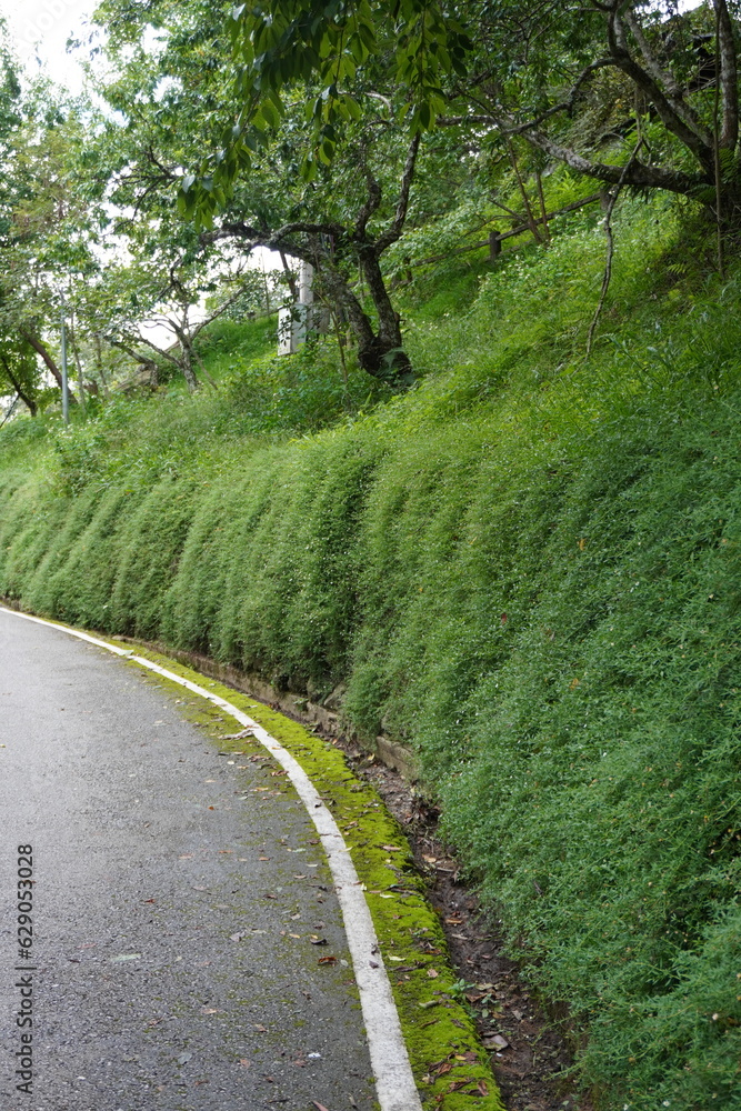 green wall of plants and flowers beside asphalt road green wall of plants and flowers beside asphalt road
