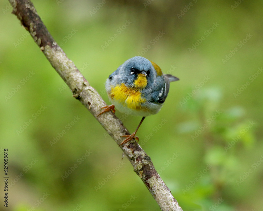Obraz premium A beautiful little blue and yellow warbler who loves to forage for insects in the dense foliage on the tree tops. 