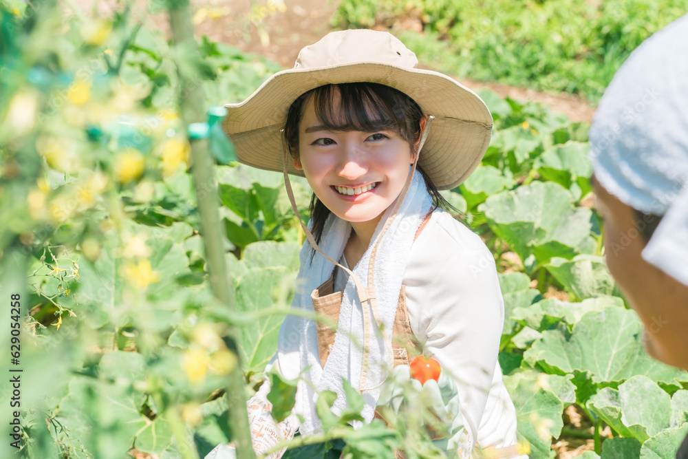畑で野菜・ミニトマトを収穫する農家・生産者の女性・男性・夫婦（アジア人・日本人・中国人）
