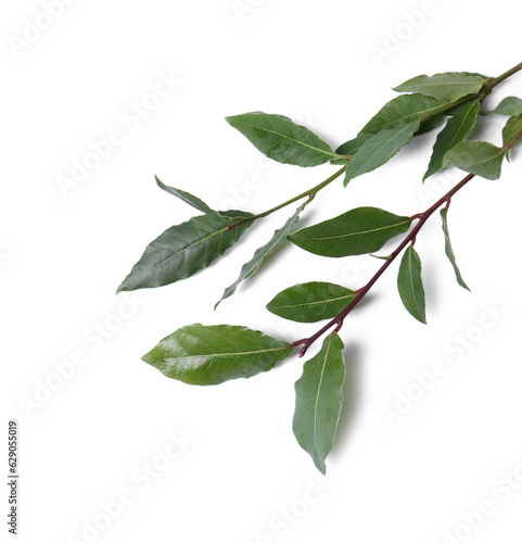 Branch of fresh bay leaves on white background, top view. Space for text