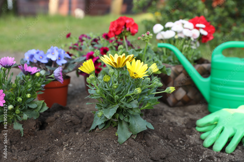 Beautiful blooming flowers, watering can, gloves and gardening tools on soil outdoors