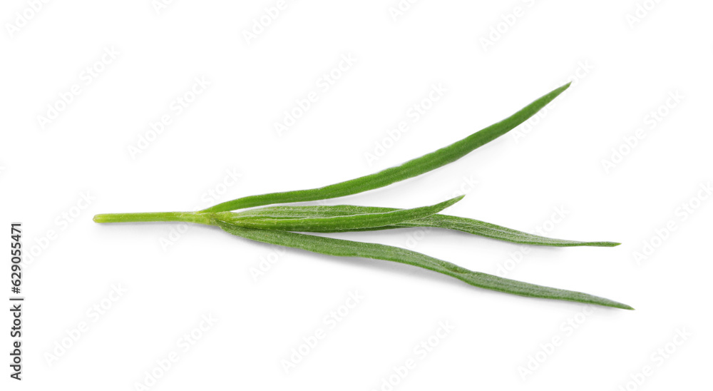 One sprig of fresh tarragon on white background One sprig of fresh tarragon on white background