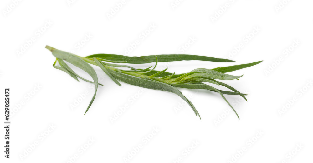 Fototapeta premium One sprig of fresh tarragon on white background