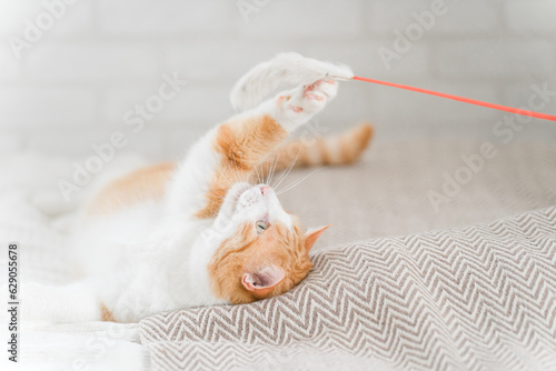 Plakat w ramie 猫じゃらしを使って愛猫と遊ぶ飼い主 