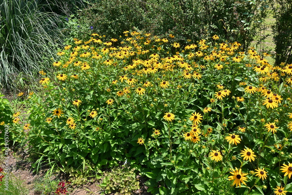 Obraz premium Black-eyed Susan ( Rudbeckia ) flowers. Astetaceae perennial plant native to North America. Yellow flowers bloom from July to October.