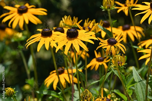 Black-eyed Susan   Rudbeckia   flowers. Astetaceae perennial plant native to North America. Yellow flowers bloom from July to October.