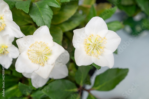 White hellebores snow rose background