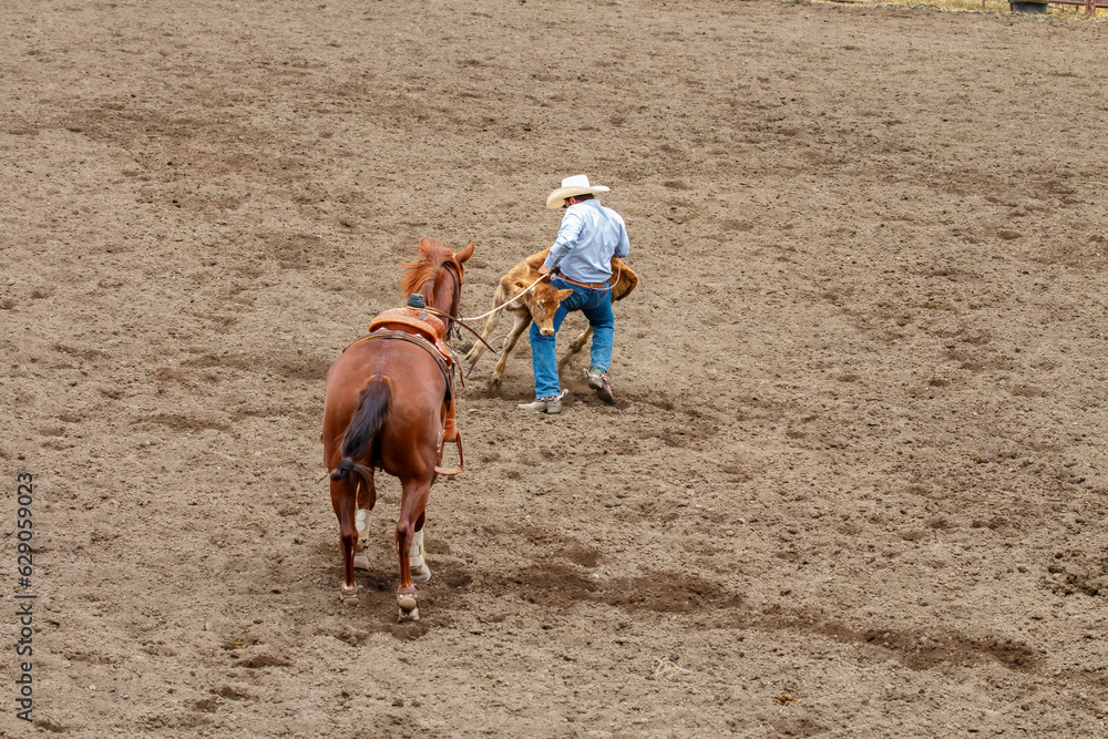A cowboy is attempting to lift a calf to put it on the ground in Tie ...