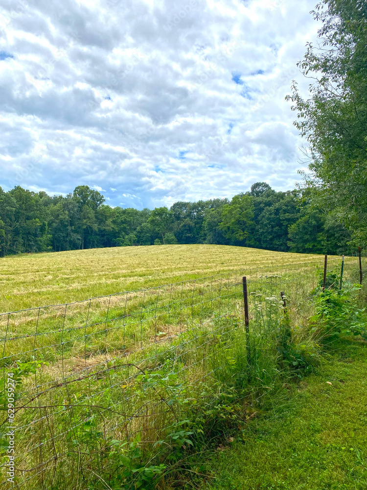 Obraz premium field and sky