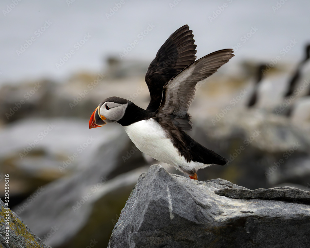 Obraz premium Atlantic Puffins of Machias Seal Island, Maine