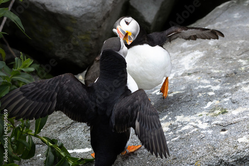 Atlantic Puffins of Machias Seal Island, Maine photo