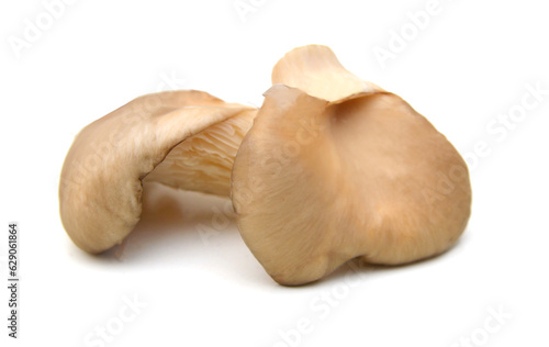 Oyster mushroom on white background 