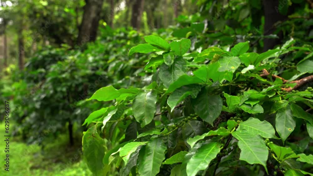 closeup of coffee plants in coffee plantation closeup of coffee plants in coffee plantation