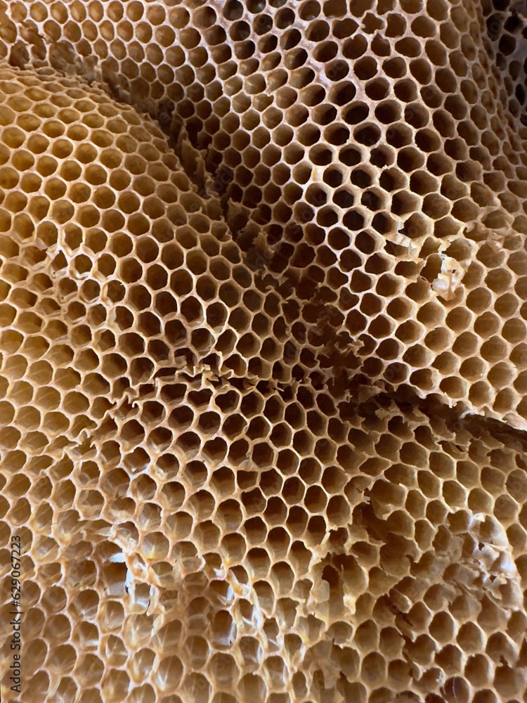 Honeycomb from a bees nest