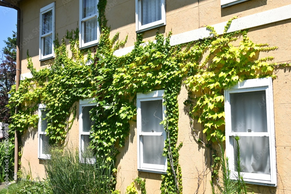 Boston Ivy ( Parthenocissus tricuspidata ). Vitaceae deciduous vine.