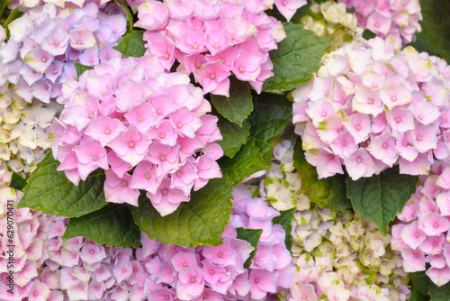 Pink hydrangea inflorescence with raindrops