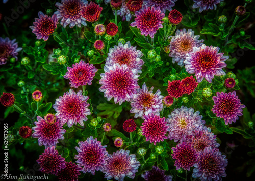 Flower Medley of color