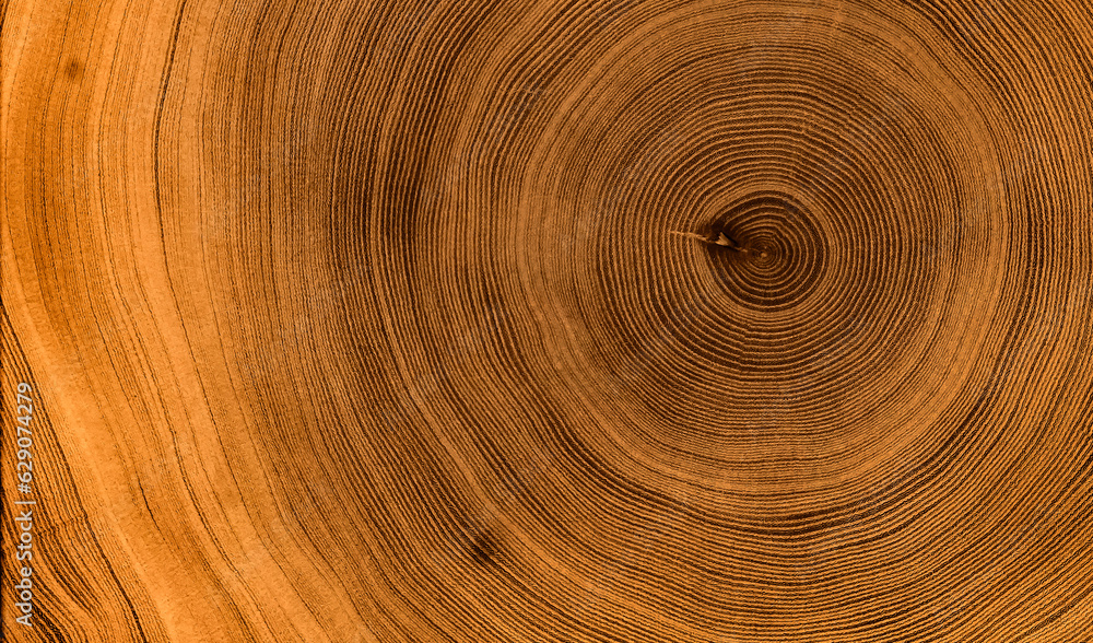 Detailed rich dark brown wood tree with circle growth rings pattern Detailed rich dark brown wood tree with circle growth rings pattern