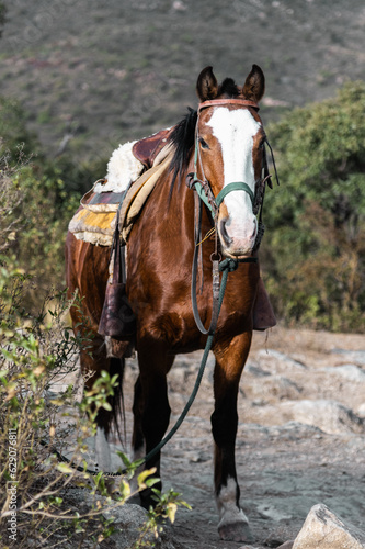 A Majestic Companion: Unraveling the Beauty of Nature on a Tourist Horseback Ride