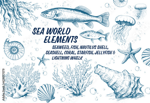 Sea world elements: Seaweed, fish, nautilus shell, seashell, coral, starfish, jellyfish and lightning whelk Vintage Undersea. Collection. Sketch illustration