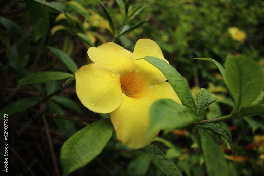 Fototapeta premium yellow flower