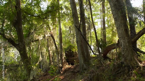 Beautiful, Peaceful Southern US Woods for Background