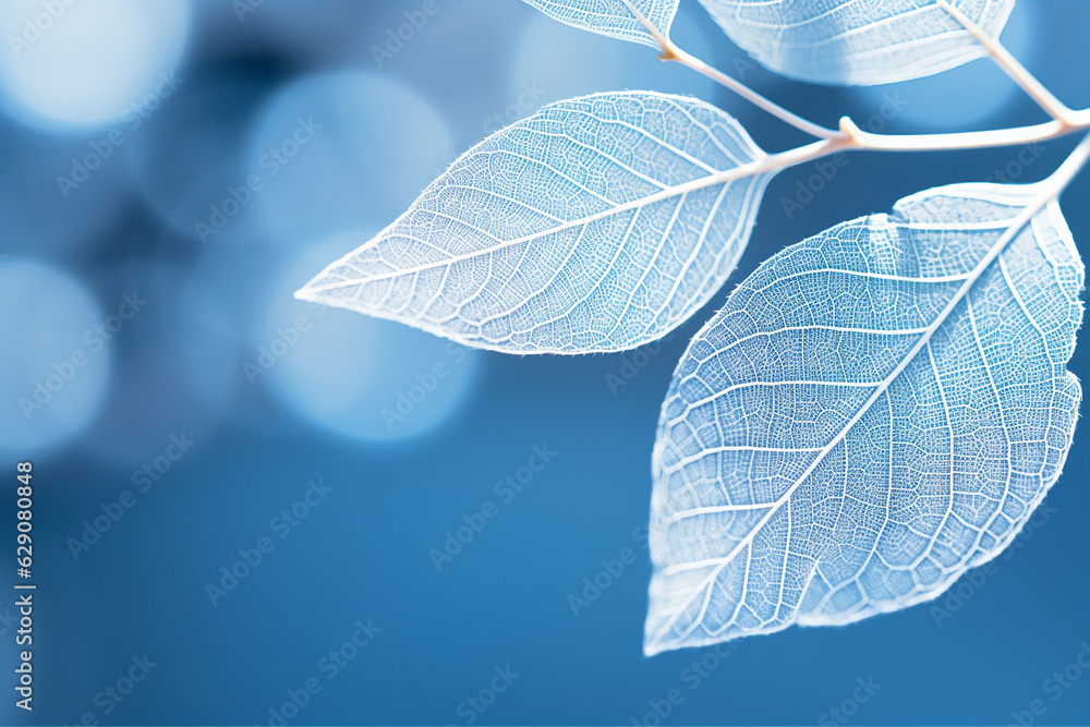 Expressive artistic image of nature's beauty and purity with beautiful white skeletonized leaf on light blue background and round bokeh. Expressive artistic image of nature's beauty and purity with beautiful white skeletonized leaf on light blue background and round bokeh.