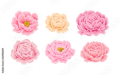 Colorful soft pastel rose and peony flower hand drawn vector clip art illustration collection for wedding card, invitation, decoration