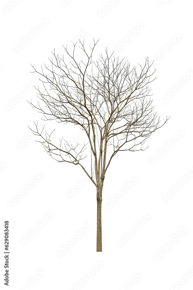 Tree without leaves brown trunk and branches. (autumn).
Isolated on white background.
png Tree without leaves brown trunk and branches. (autumn).
Isolated on white background.
png