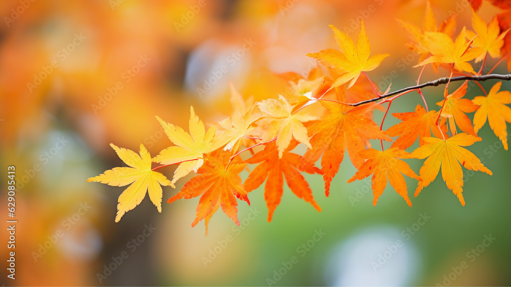 Maple Leaves in Autumn Maple Leaves in Autumn